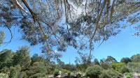 wwp1204: Sanctuary : Australian National Botanic Gardens